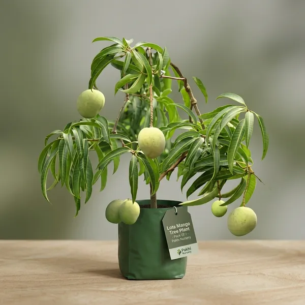 Lota_Mango_Tree_Plant