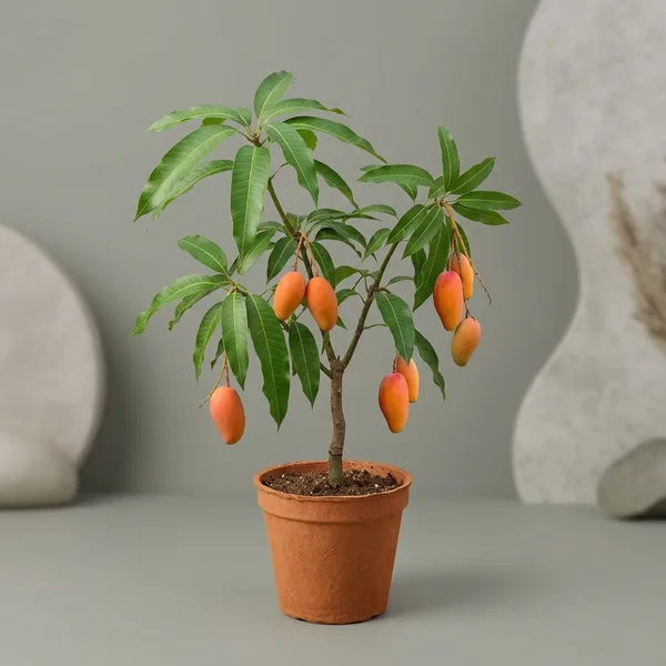 Red_Noorjahan_Mango_Tree_Plant