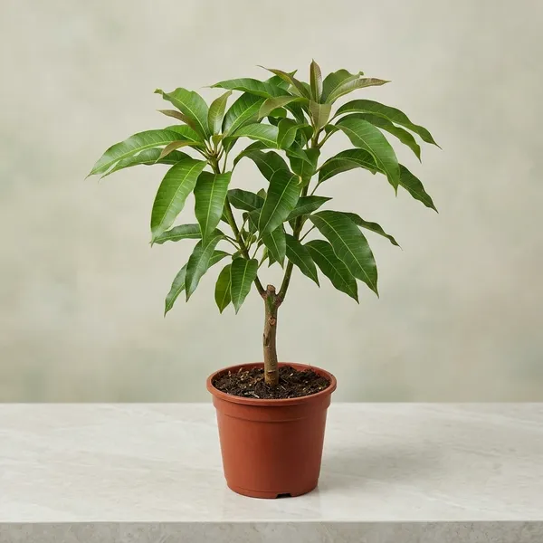 Red_Lvory_Mango_Tree_Plant_Grafted