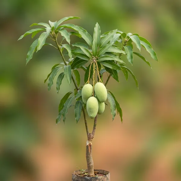 Nammai_Grafted_Mango_Tree_Plant