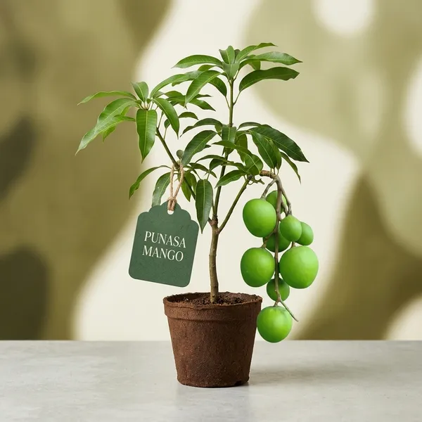 Punasa_Mango_Tree_Plant