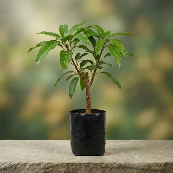 Best_Quality_Jardalu_Mango_Tree_Plant