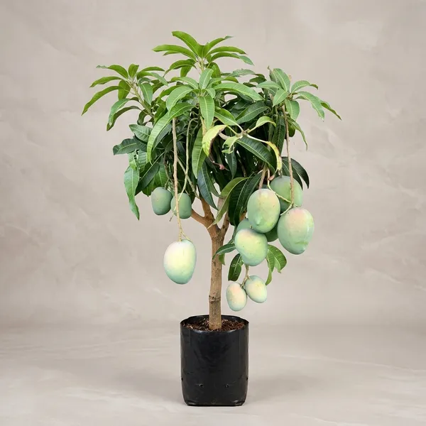Laxmanbhoga_Mango_Tree_Plant