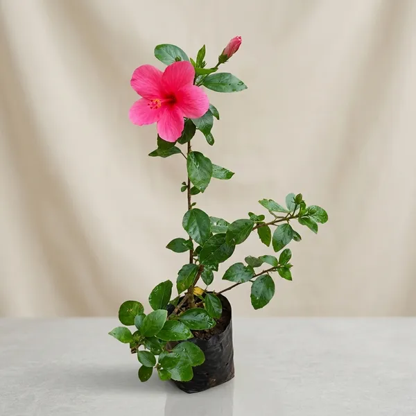 Pink_Hibiscus_Plant_Shoeblackplant
