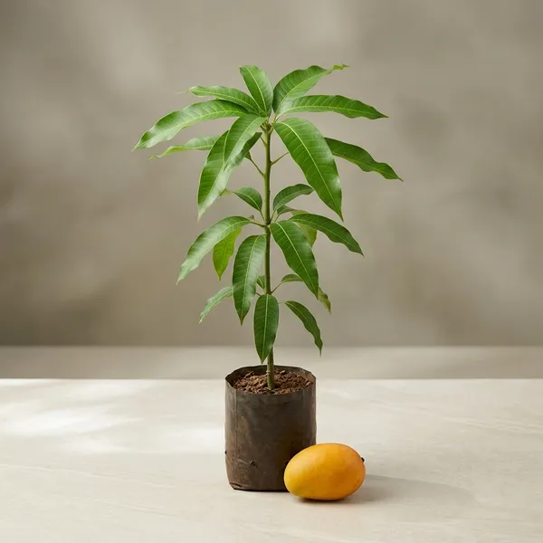 Lushgreen_Mango_Plant