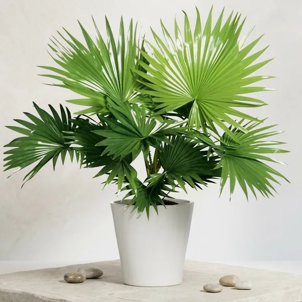 Best_Quality_Indoor_Palm_Tree_Plant
