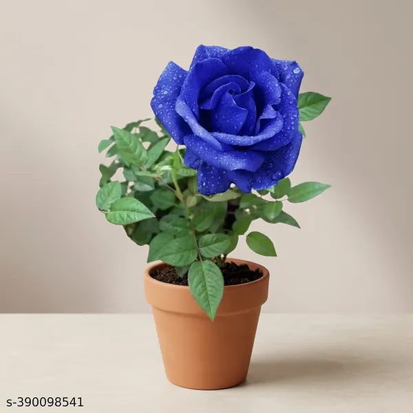 Blue_Rose_Flower_Plant