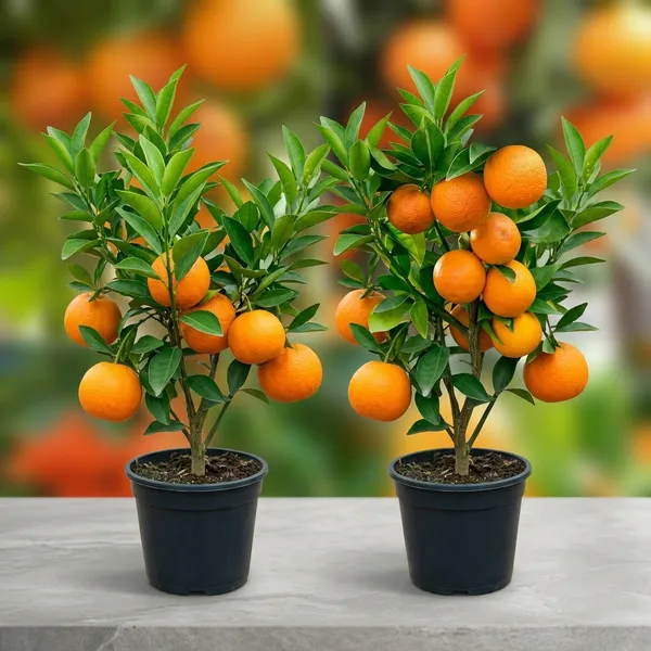 Hybrid_Malta_Kamla_Fruit_Tree_Plant_Combo_Pack_Of_2