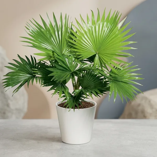 Indoor_Palm_Tree_Plant
