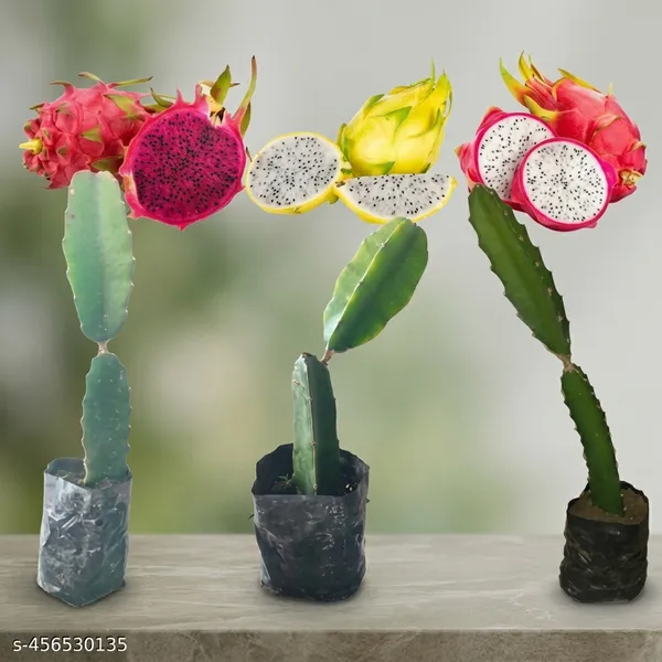 Dragon_Fruit_Plant_Pack_Of_3