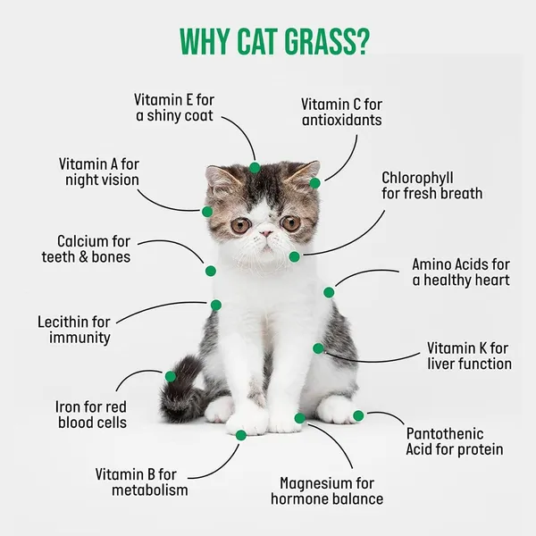Doggo_Bite_Ceramic_Cat_Dish_Set_With_Cat_Grass
