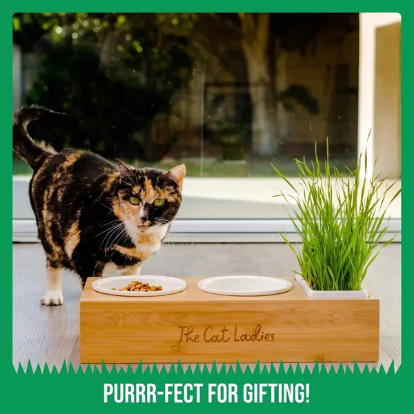 Doggo_Bite_Ceramic_Cat_Dish_Set_With_Cat_Grass