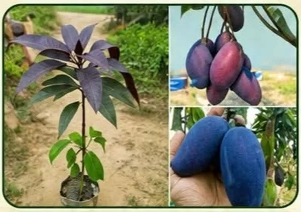 Black_Mango_Tree_Sapling_Purple_Fruit_Home_Garden
