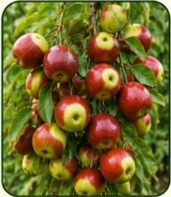 Kashmiri_Apple_Ber_Fruit_Plant_Sapling