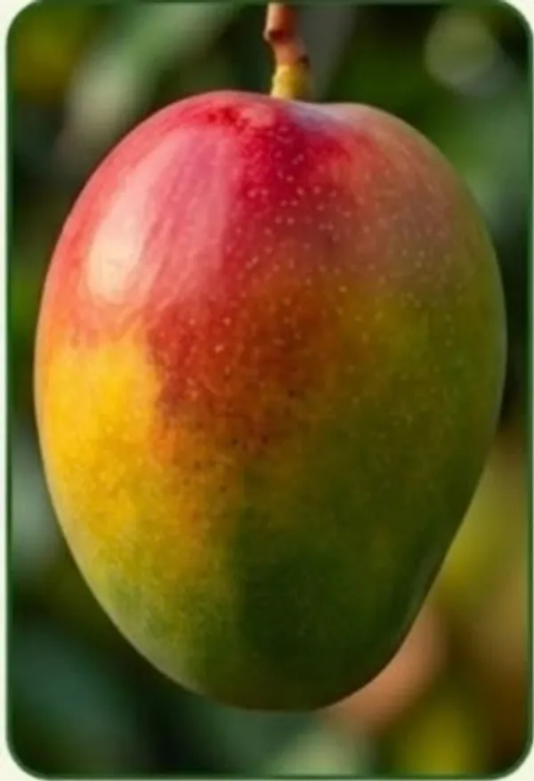 Kawachagro_Bahurangi_Multicolour_Mango_Fruit_Plant