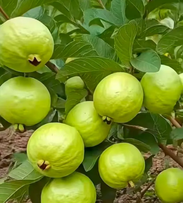 Kawachagro_Pink_Guava_Fruit_Plant