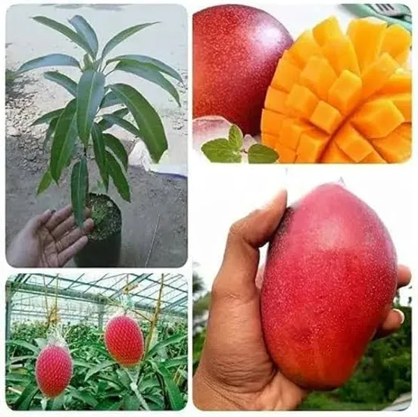 Him_Dwarf_Mango_Plant_Sapling