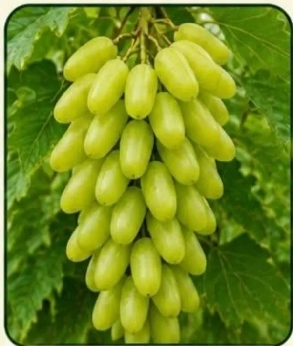 Green_Seedless_Grapes_Fresh_Fruit