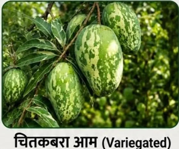 Variegated_Mango_Plant_Sapling