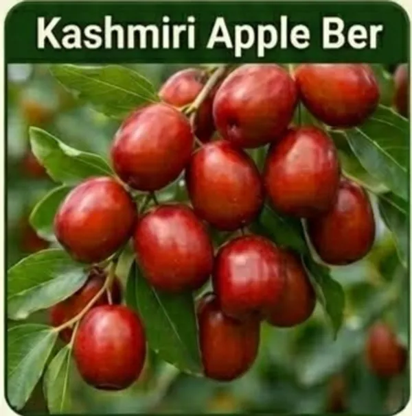 Kawachagro_Kashmiri_Apple_Ber_Fruit_Plant