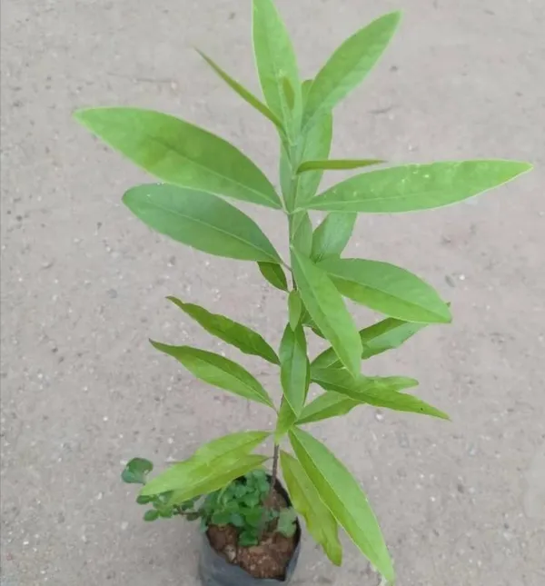 Kawachagro_Red_Sandalwood_Potted_Plant