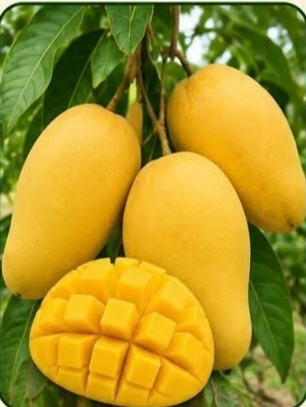 Thai_Hani_Mango_Fresh_Fruit