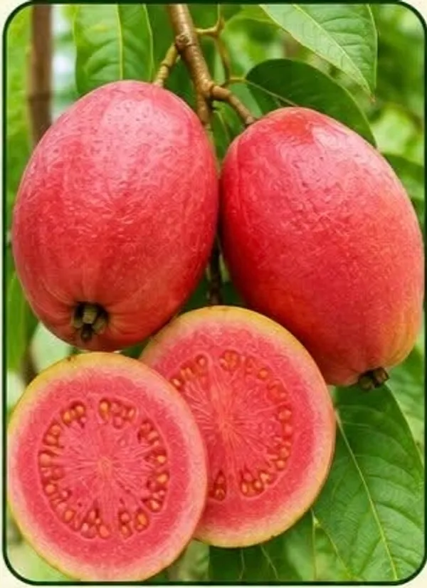 Red_King_Pink_Guava_Fresh_Fruit