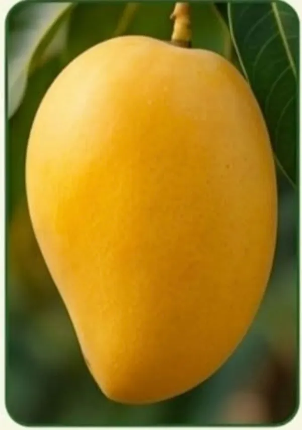 Mallika_Yellow_Mango_Fresh_Fruit