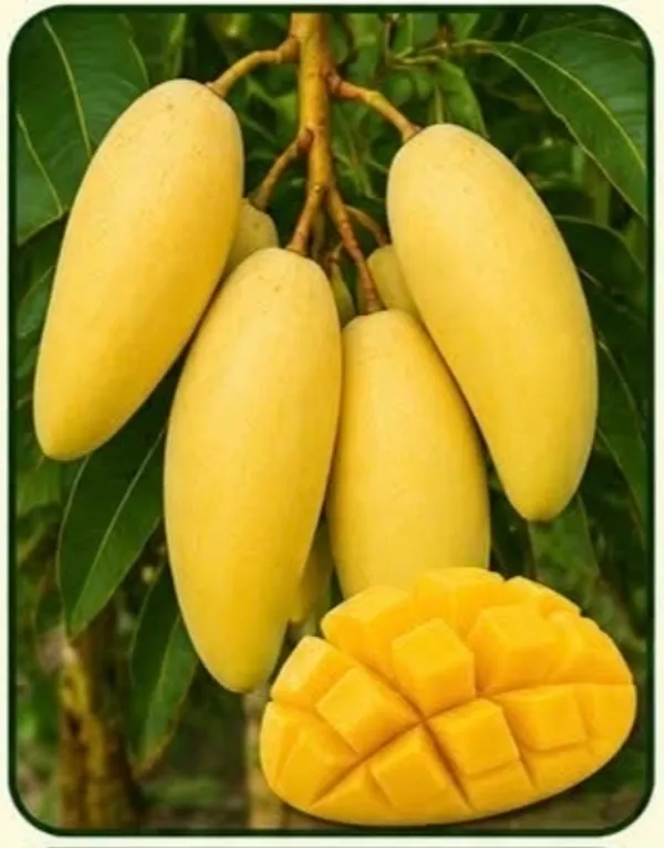 Thai_Alphonso_Fresh_Mango