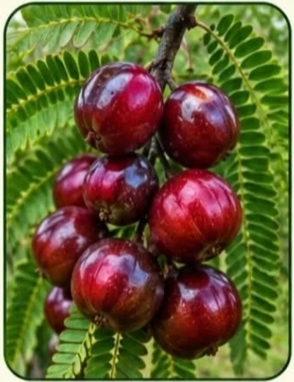 Red_Jamun_Fresh_Fruit