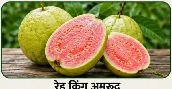 Red_King_Guava_Pink_Flesh_Fresh_Fruit