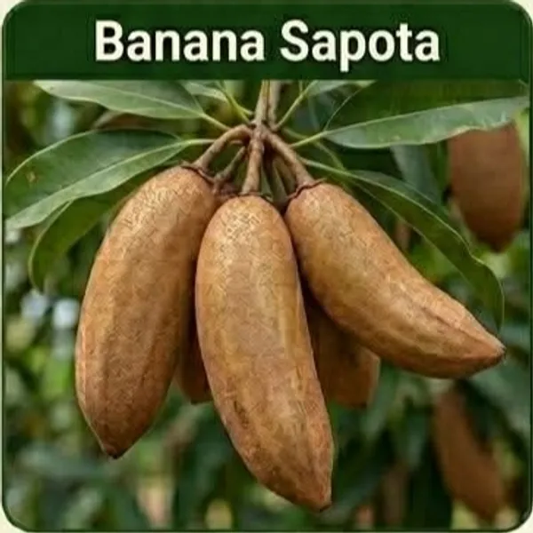 Kawachagro_Banana_Sapota_Fresh_Fruit_Plant