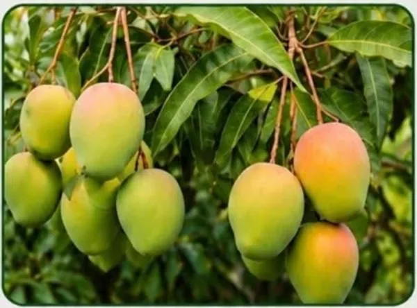 Kawachagro_All_Time_Hanging_Mango_Fruit_Plant