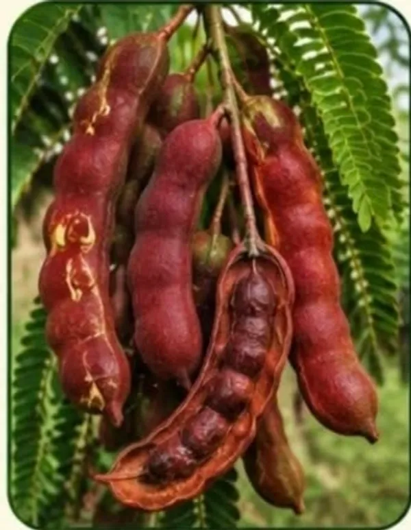 Red_Tamarind_Imli_Fresh_Pods