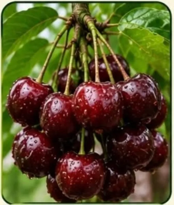 Kawachagro_Sweet_Red_Cherries_Fruit_Plant