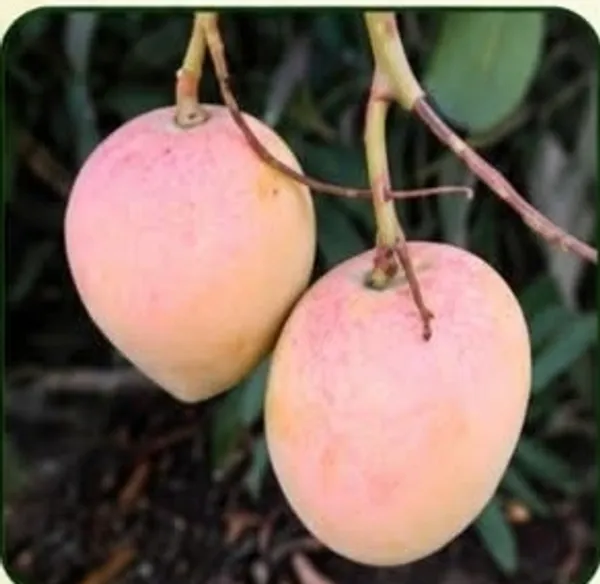 Pusha_Surya_Fresh_Mango_Plant