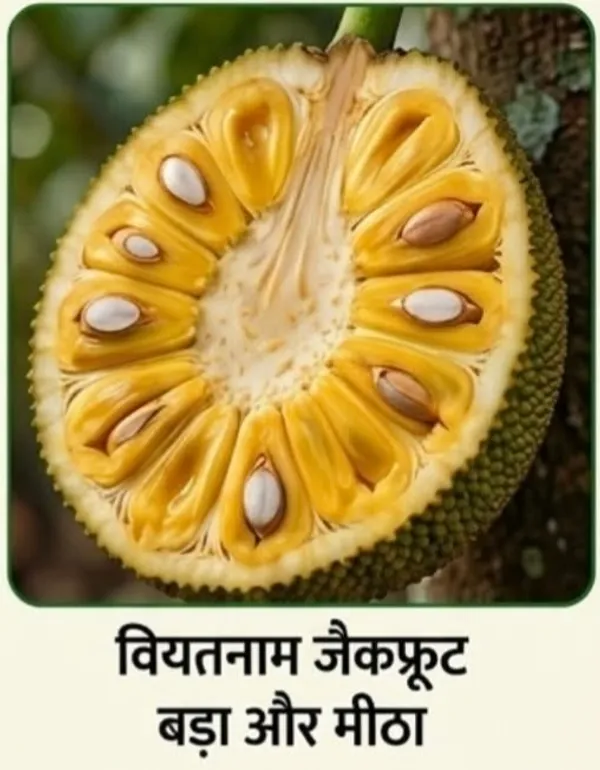 Kawachagro_Vietnam_Sweet_Jackfruit_Tropical_Plant