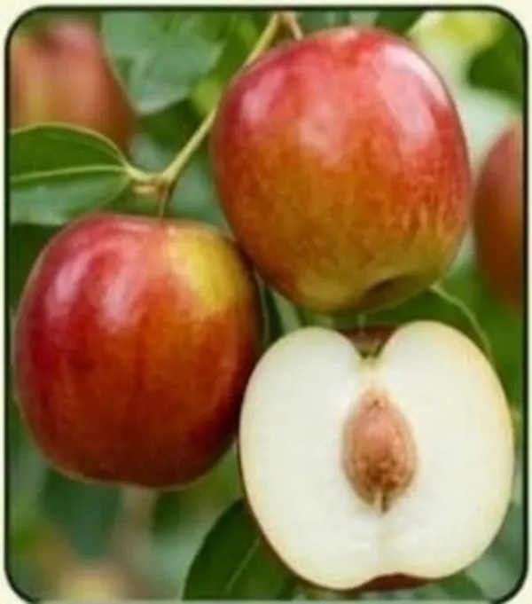 Kashmiri_Red_Jujube_Apple