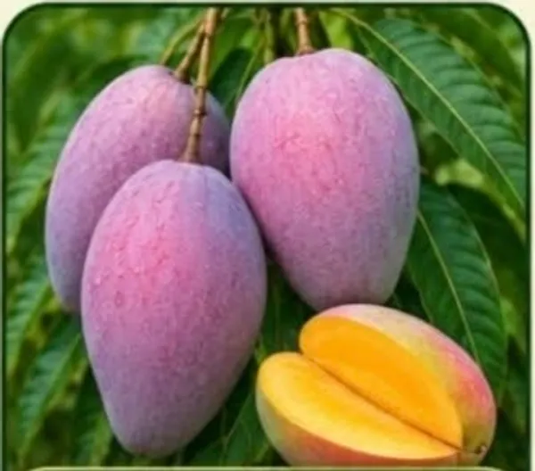 Thai_Arunika_Purple_Skin_Fresh_Mango