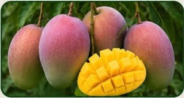 Tommy_Atkins_Fresh_Mango