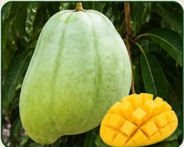 Bruni_King_Fresh_Green_Mango