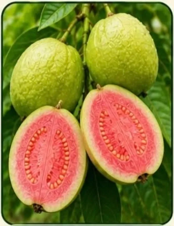 Fresh_Pink_Guava_Fruit