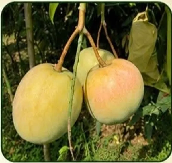 Jambura_Fresh_Mango