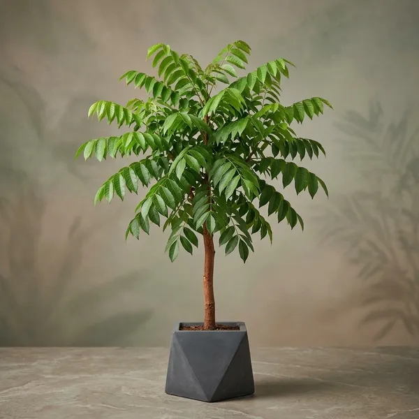African_Mahogany_Tree_Sapling_For_Plantation