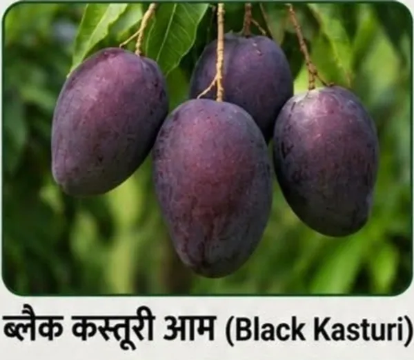 Kawachagro_Black_Kasturi_Mango_Fruit_Plant