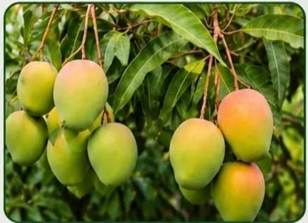Katimani_Fresh_Green_Mango