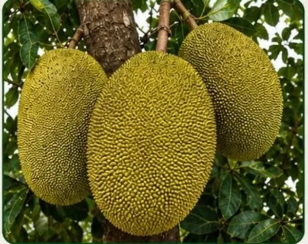 Chandramukhi_Fresh_Jackfruit