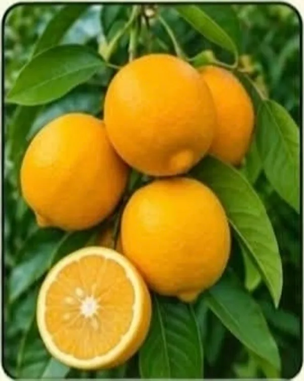 Kawachagro_Sweet_Malta_Lemon_Citrus_Fruit_Plant