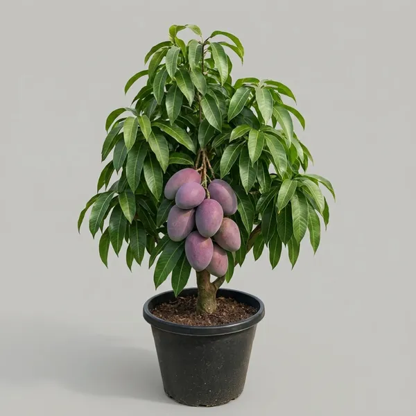 Miyazaki_Dwarf_Mango_Plant_Sapling