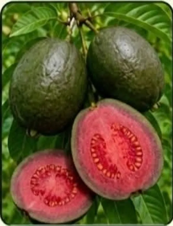 Black_Diamond_Guava_Pink_Flesh